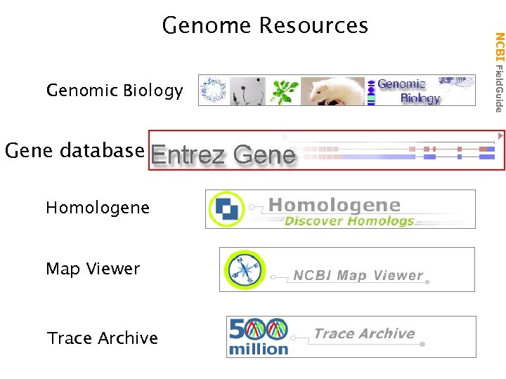 Genomic Biology Gene database Homologene Map Viewer Trace Archive NCBI Field. Guide Genome Resources