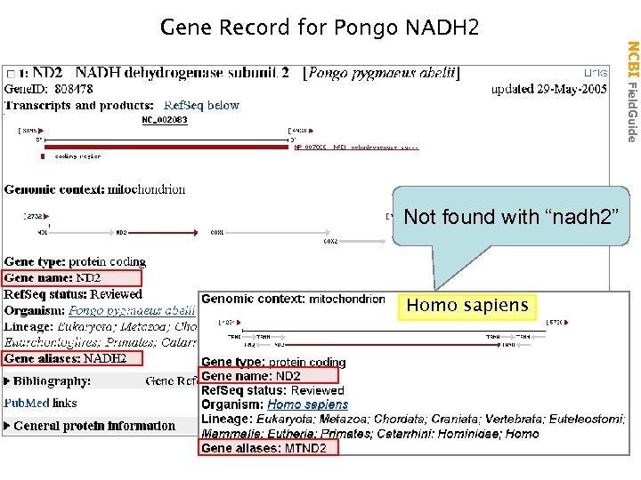 Not found with “nadh 2” Homo sapiens NCBI Field. Guide Gene Record for Pongo