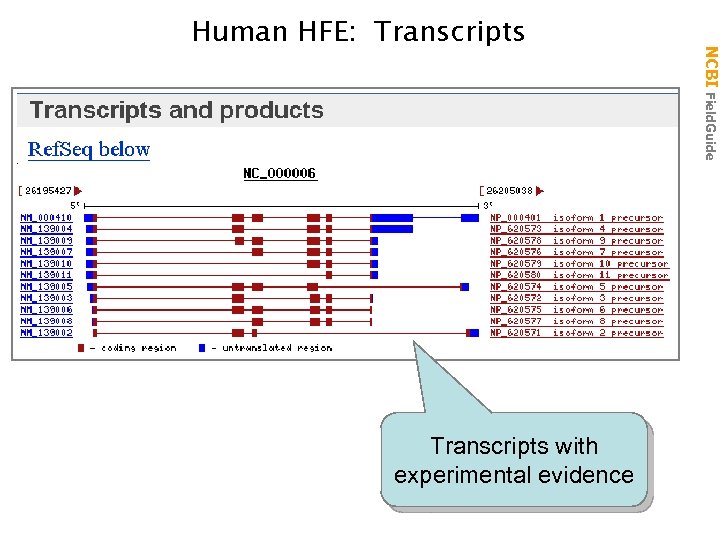 Transcripts with experimental evidence NCBI Field. Guide Human HFE: Transcripts 