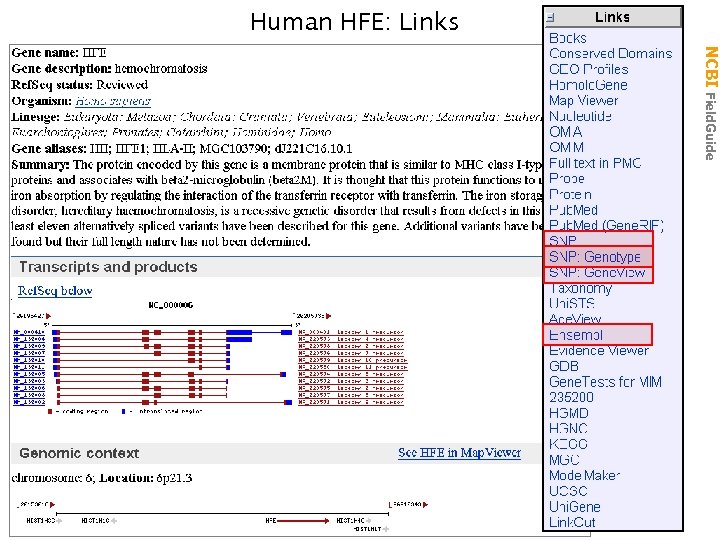 Human HFE: Links NCBI Field. Guide 