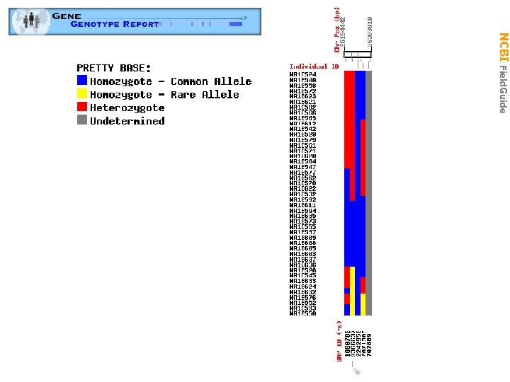 Genotype NCBI Field. Guide 