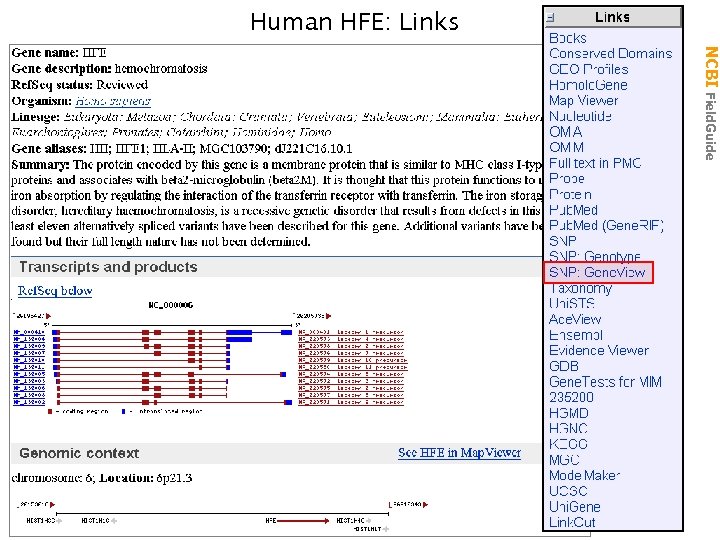 Human HFE: Links NCBI Field. Guide 