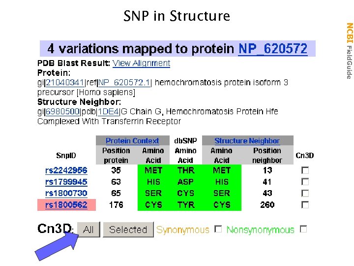 NCBI Field. Guide SNP in Structure 