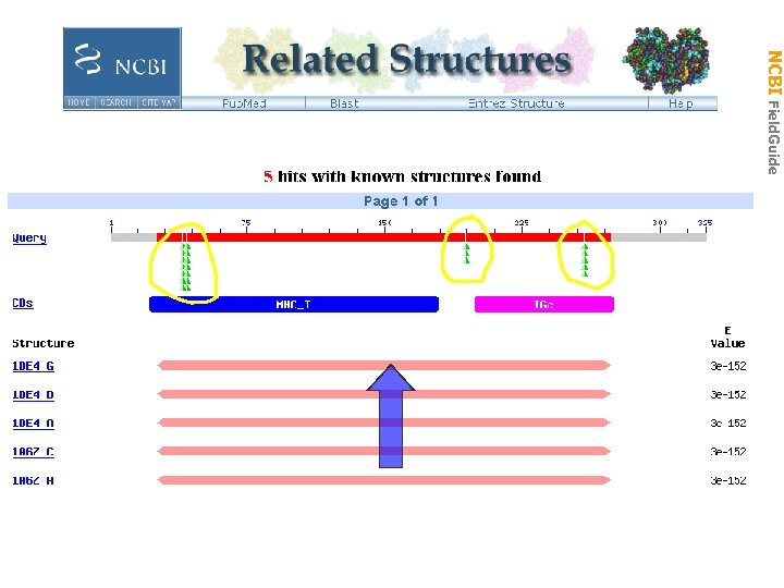 NCBI Field. Guide SNP in Structure 