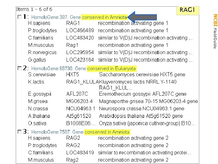 NCBI Field. Guide RAG 1 → Homolgene RAG 1 