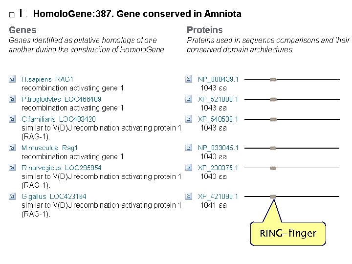 RAG 1 NCBI Field. Guide RING-finger 