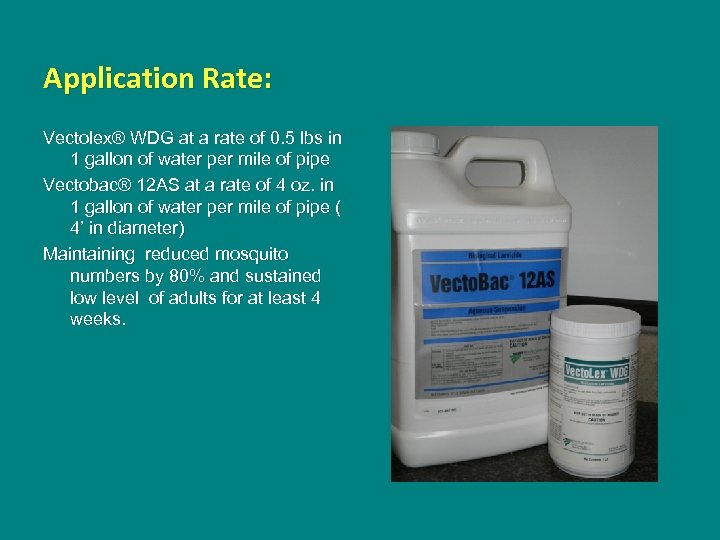 Application Rate: Vectolex® WDG at a rate of 0. 5 lbs in 1 gallon