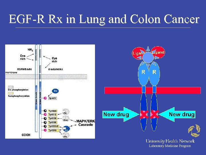 EGF-R Rx in Lung and Colon Cancer Laboratory Medicine Program 