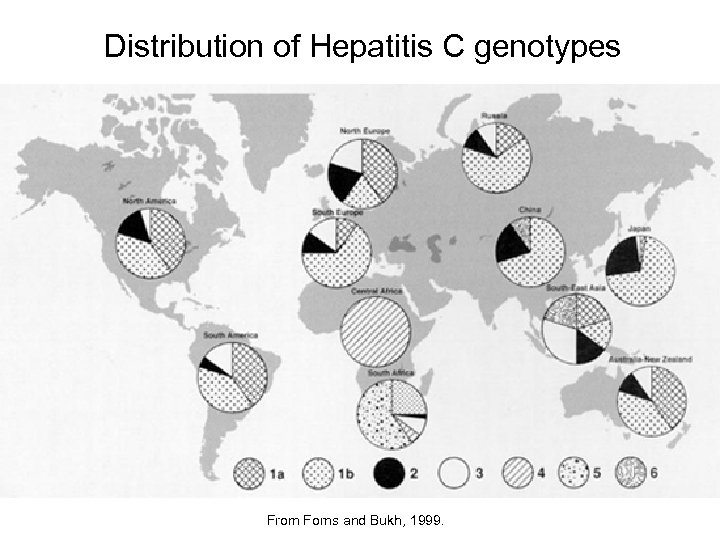 Distribution of Hepatitis C genotypes From Forns and Bukh, 1999. 