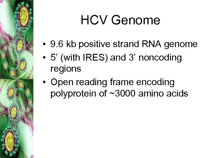 HCV Genome • 9. 6 kb positive strand RNA genome • 5’ (with IRES)