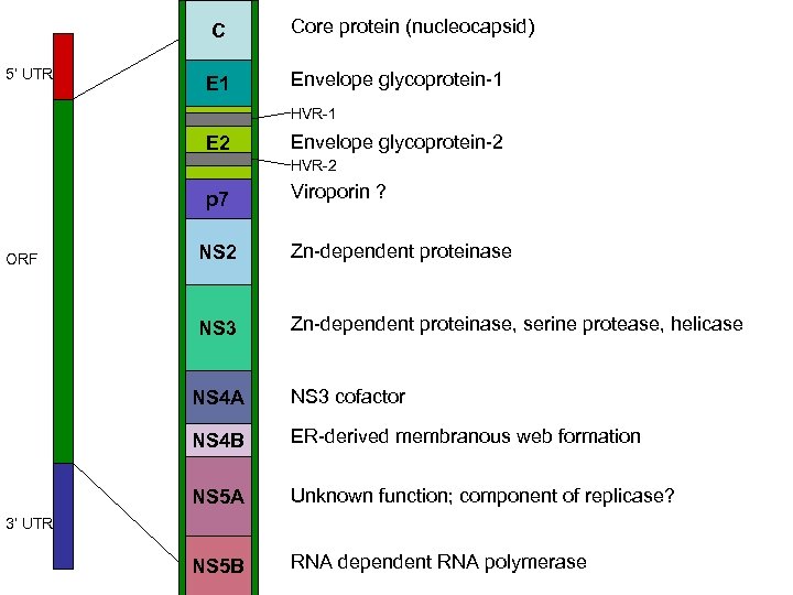  5’ UTR ORF C Core protein (nucleocapsid) E 1 Envelope glycoprotein-1 HVR-1 E