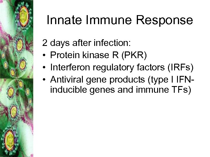 Innate Immune Response 2 days after infection: • Protein kinase R (PKR) • Interferon