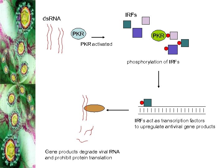 IRFs ds. RNA PKR PKR activated phosphorylation of IRFs act as transcription factors to