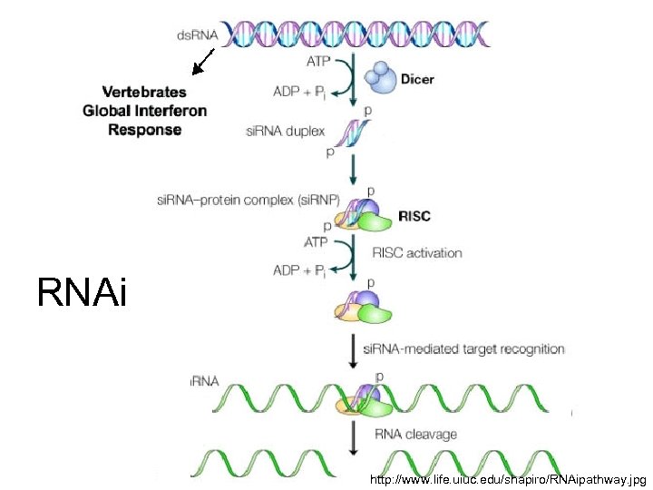 RNAi http: //www. life. uiuc. edu/shapiro/RNAipathway. jpg 