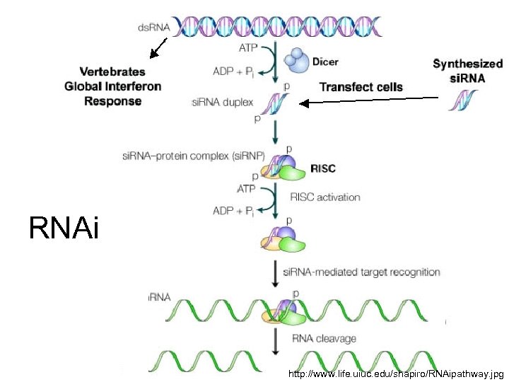 RNAi http: //www. life. uiuc. edu/shapiro/RNAipathway. jpg 