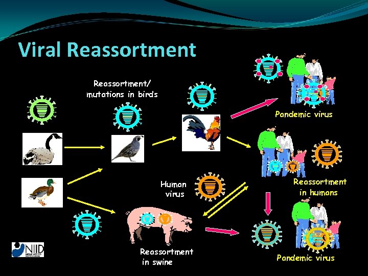 Viral Reassortment/ mutations in birds Pandemic virus Human virus (2) Reassortment in swine Reassortment