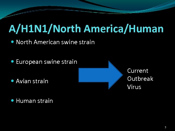 A/H 1 N 1/North America/Human North American swine strain European swine strain Avian strain