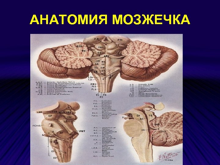 Мозжечок где фото