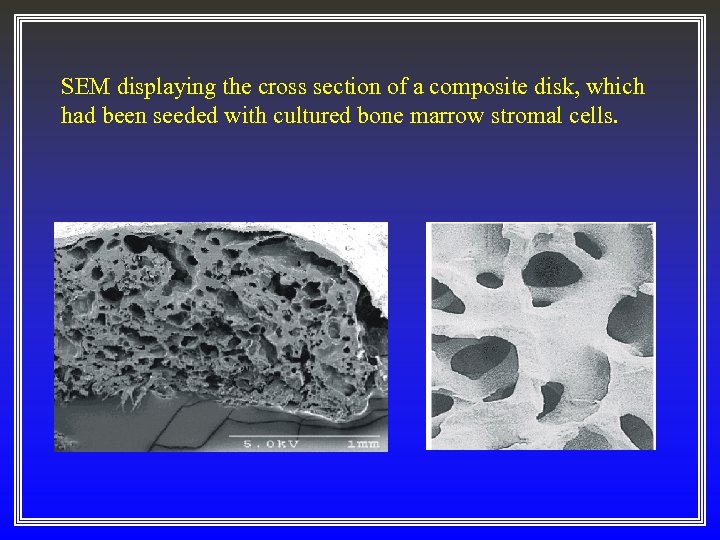 SEM displaying the cross section of a composite disk, which had been seeded with