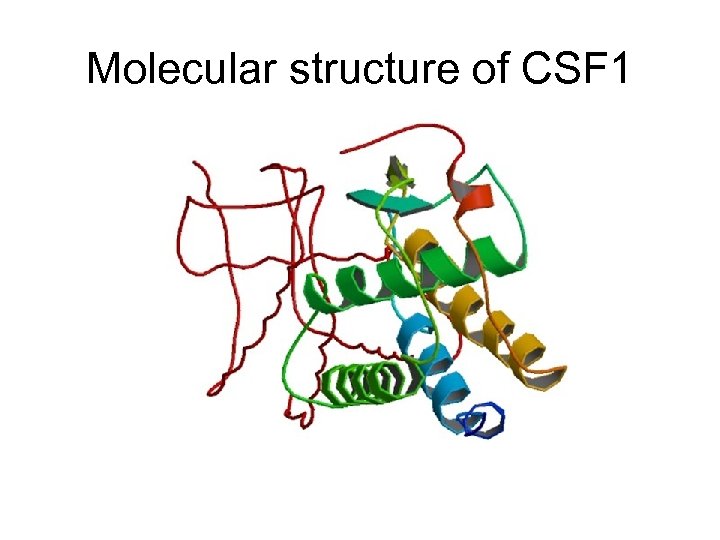 Molecular structure of CSF 1 
