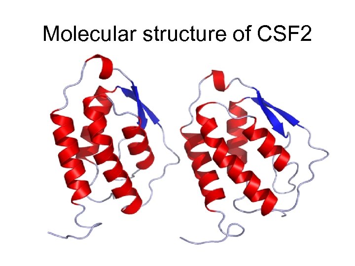 Molecular structure of CSF 2 