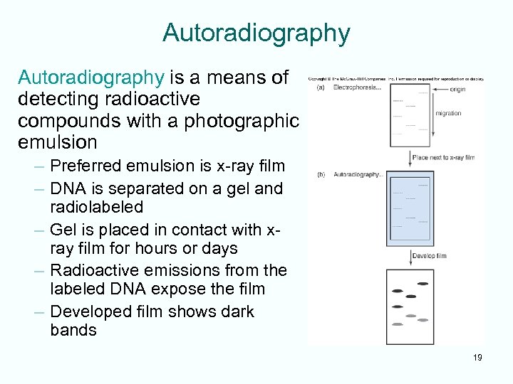 Autoradiography is a means of detecting radioactive compounds with a photographic emulsion – Preferred