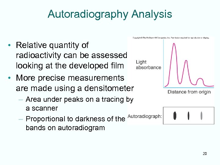 Autoradiography Analysis • Relative quantity of radioactivity can be assessed looking at the developed