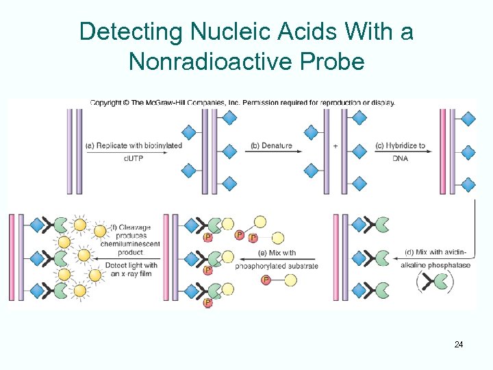 Detecting Nucleic Acids With a Nonradioactive Probe 24 
