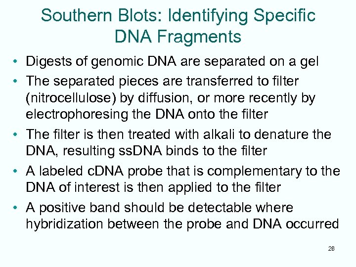 Southern Blots: Identifying Specific DNA Fragments • Digests of genomic DNA are separated on