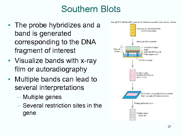 Southern Blots • The probe hybridizes and a band is generated corresponding to the