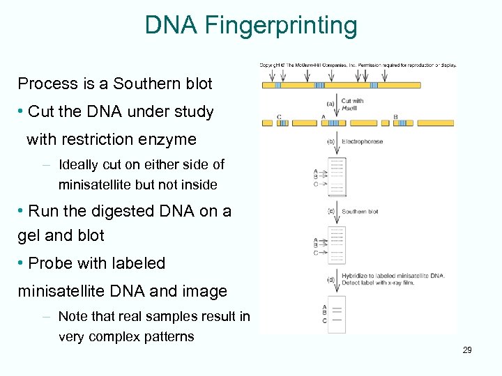 DNA Fingerprinting Process is a Southern blot • Cut the DNA under study with