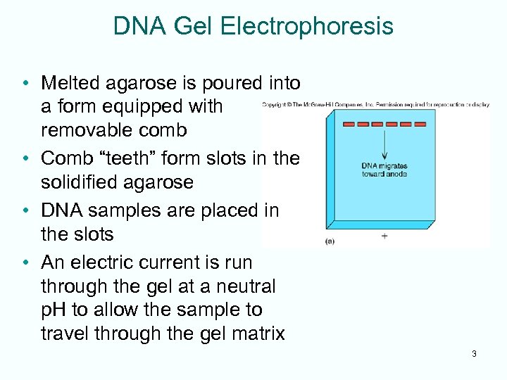 DNA Gel Electrophoresis • Melted agarose is poured into a form equipped with removable