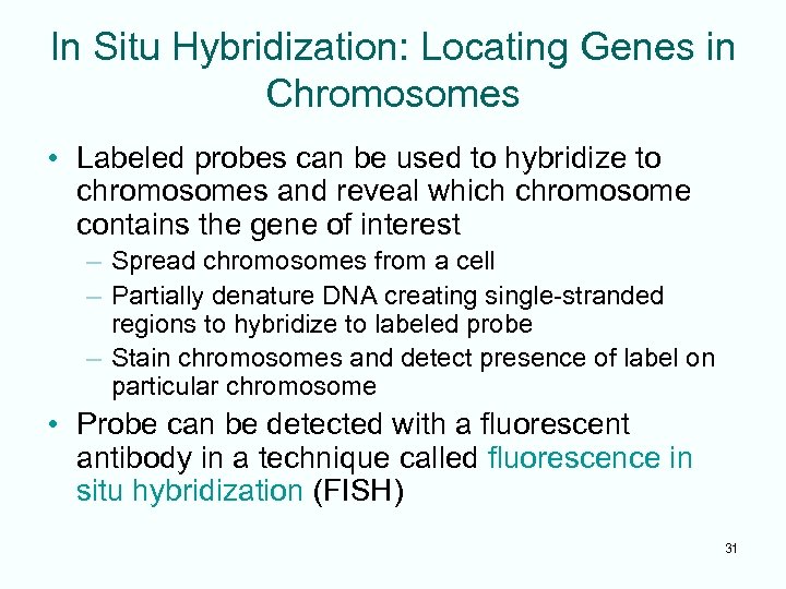 In Situ Hybridization: Locating Genes in Chromosomes • Labeled probes can be used to