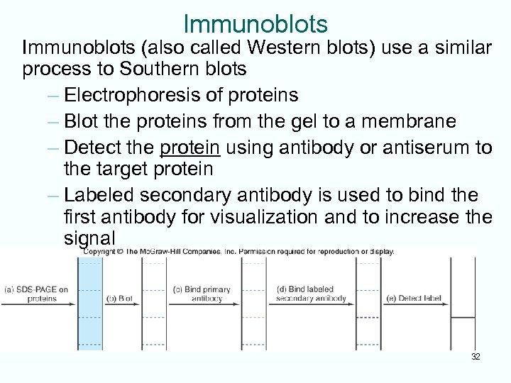 Immunoblots (also called Western blots) use a similar process to Southern blots – Electrophoresis