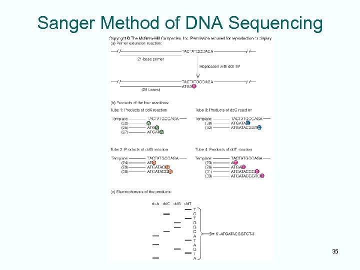 Sanger Method of DNA Sequencing 35 