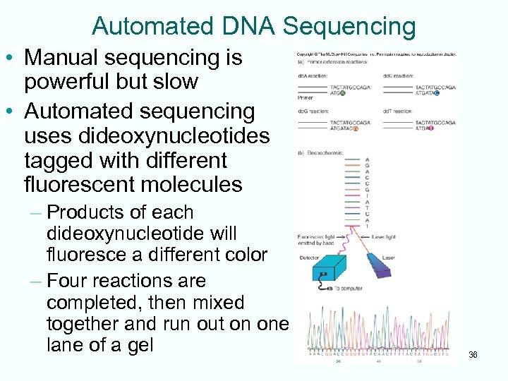 Automated DNA Sequencing • Manual sequencing is powerful but slow • Automated sequencing uses