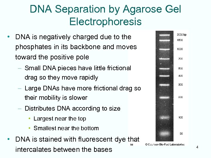 DNA Separation by Agarose Gel Electrophoresis • DNA is negatively charged due to the