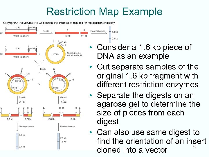 Restriction Map Example • Consider a 1. 6 kb piece of DNA as an