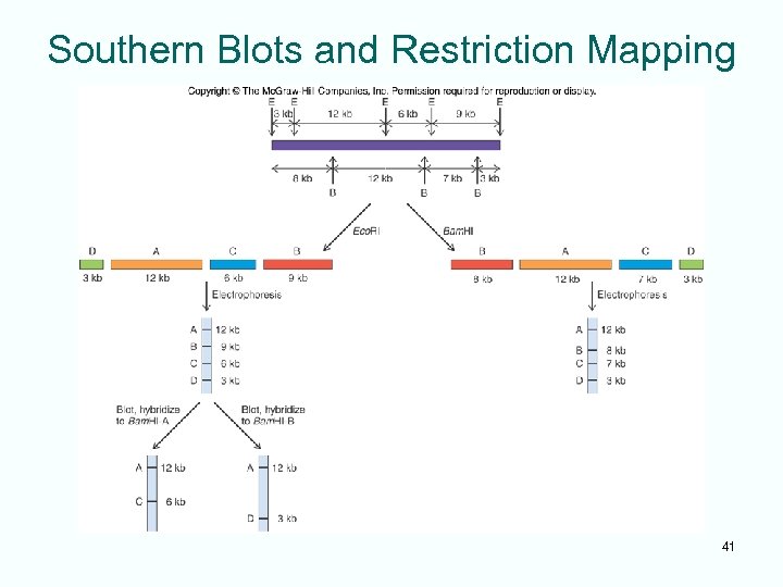 Southern Blots and Restriction Mapping 41 