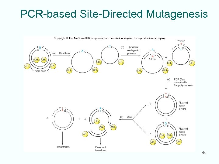 PCR-based Site-Directed Mutagenesis 44 
