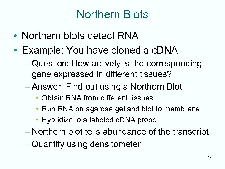 Northern Blots • Northern blots detect RNA • Example: You have cloned a c.