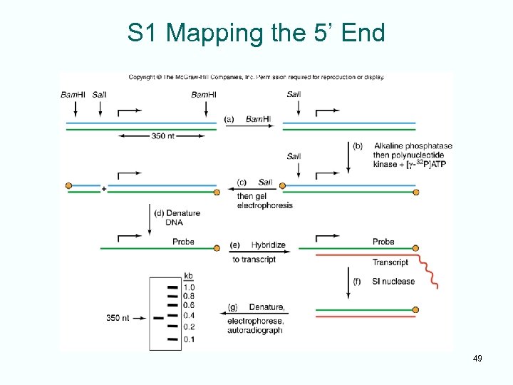 S 1 Mapping the 5’ End 49 