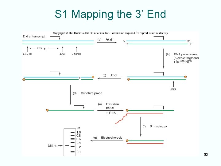 S 1 Mapping the 3’ End 50 