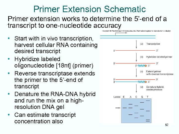 Primer Extension Schematic Primer extension works to determine the 5’-end of a transcript to