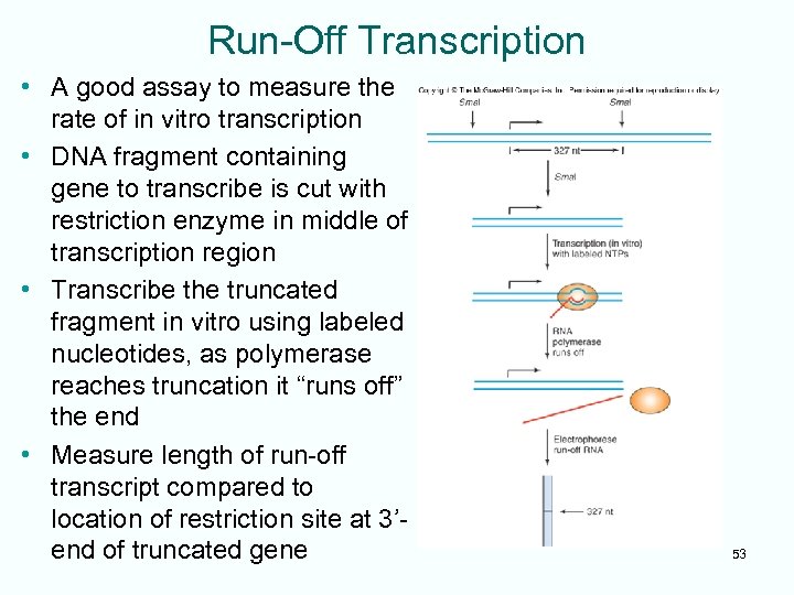 Run-Off Transcription • A good assay to measure the rate of in vitro transcription