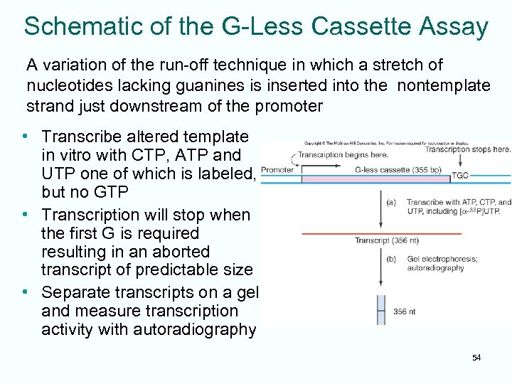 Schematic of the G-Less Cassette Assay A variation of the run-off technique in which