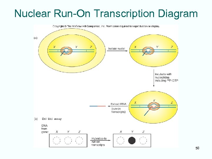Nuclear Run-On Transcription Diagram 58 