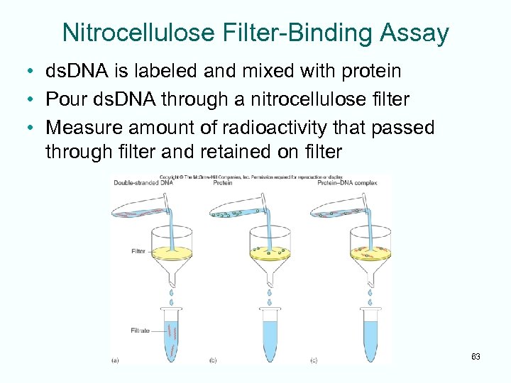 Nitrocellulose Filter-Binding Assay • ds. DNA is labeled and mixed with protein • Pour