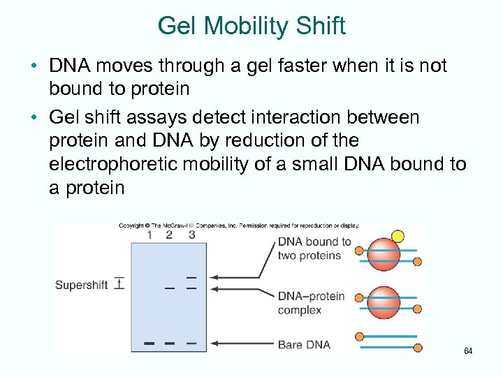 Gel Mobility Shift • DNA moves through a gel faster when it is not