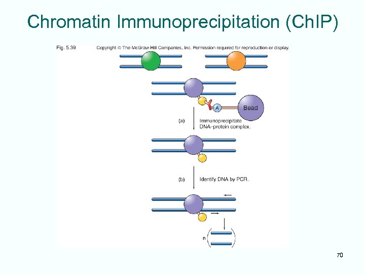 Chromatin Immunoprecipitation (Ch. IP) 70 